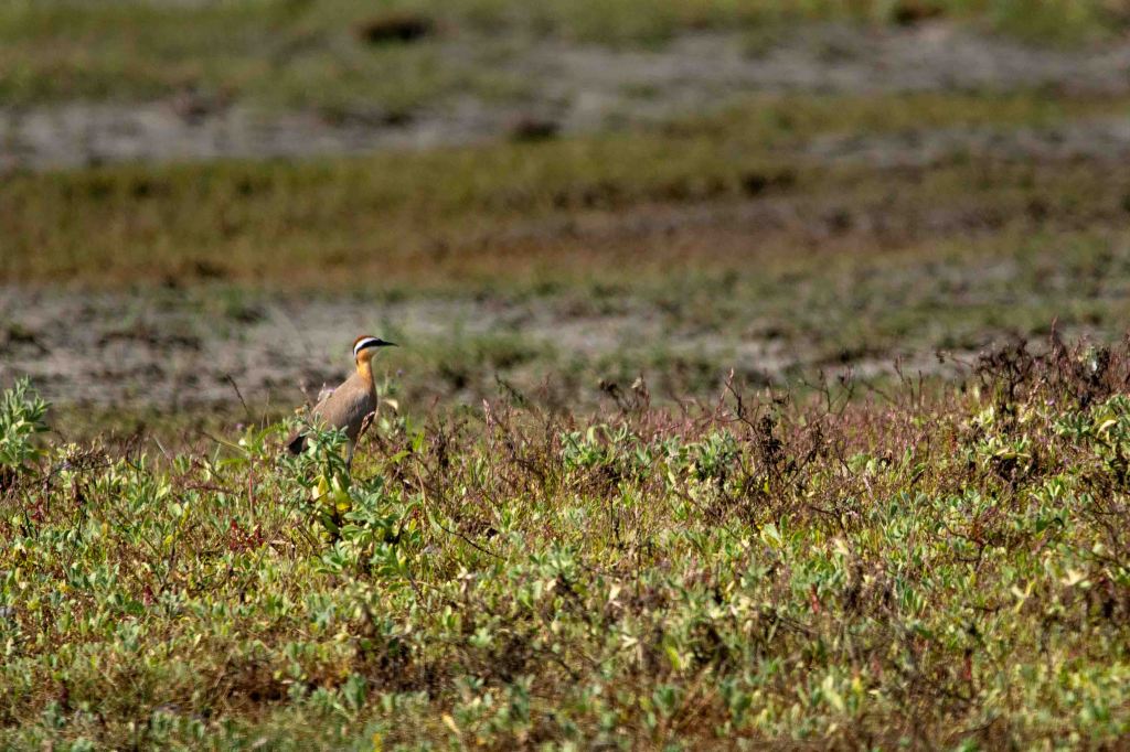 Mannar – where the birds&nbsp;are.