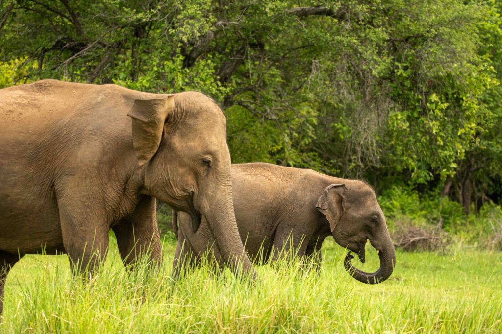 A king, a reservoir, and the bringing of&nbsp;elephants.